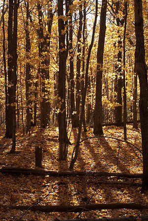 Yellow Maple Afternoon