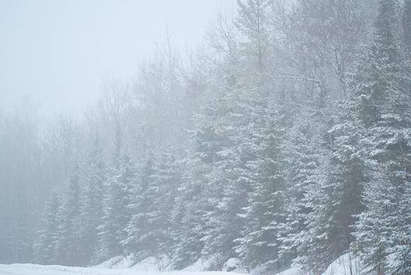 Snowy Pines