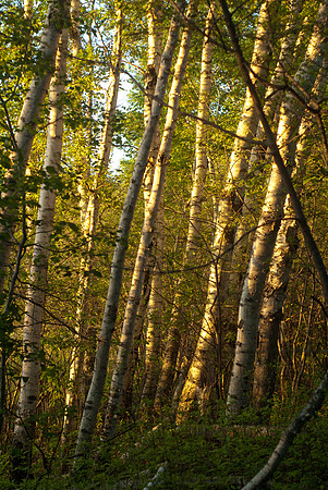 Poplar Afternoon