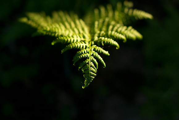 Lady Fern Frond