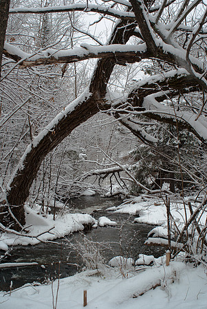 Snowy Willows