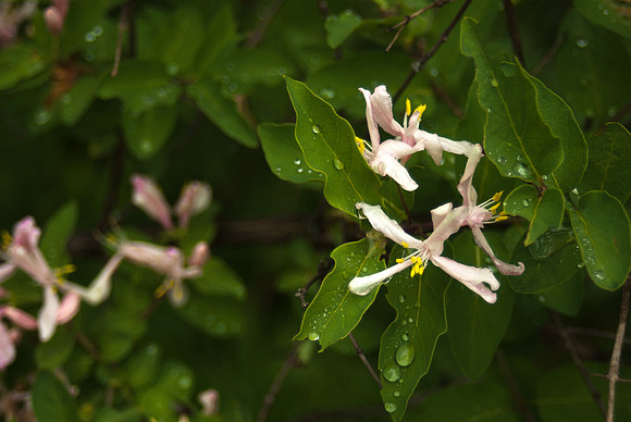 Pink Honeysuckle