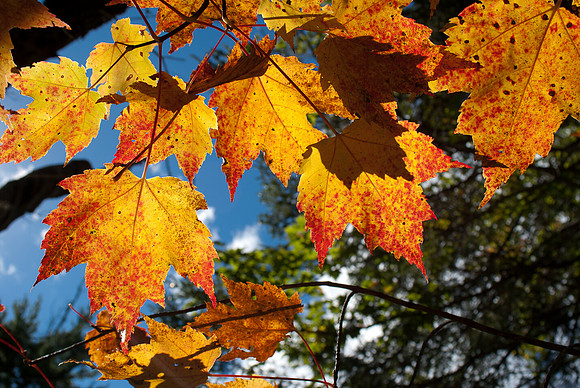 Maple Flames
