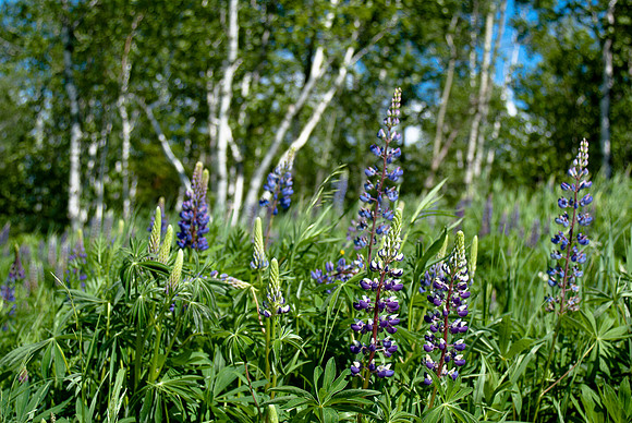 Lupine Meadow