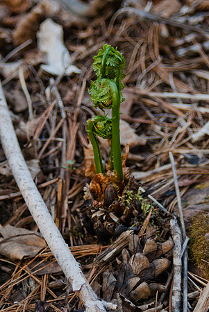 May Fiddleheads