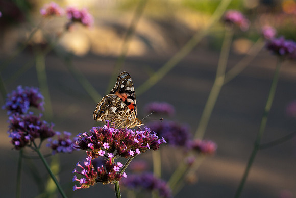 Painted Lady & Verbena