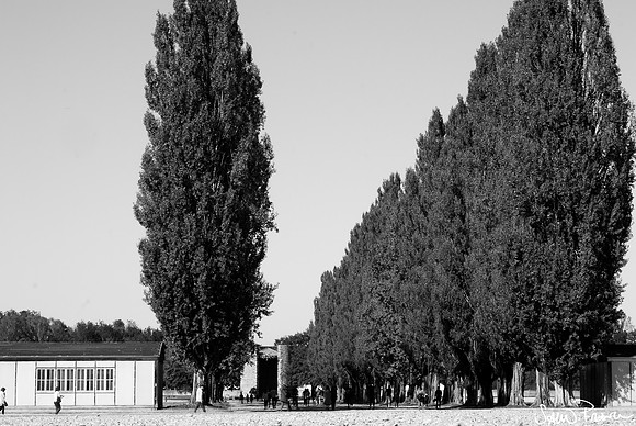 030 DSC09234