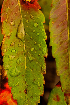 Sumac Self Portrait