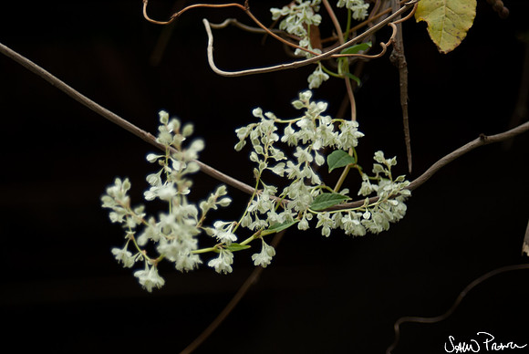 185 DSC09570
