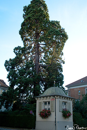 010 DSC09196