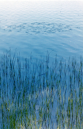 reeds, WWF trail