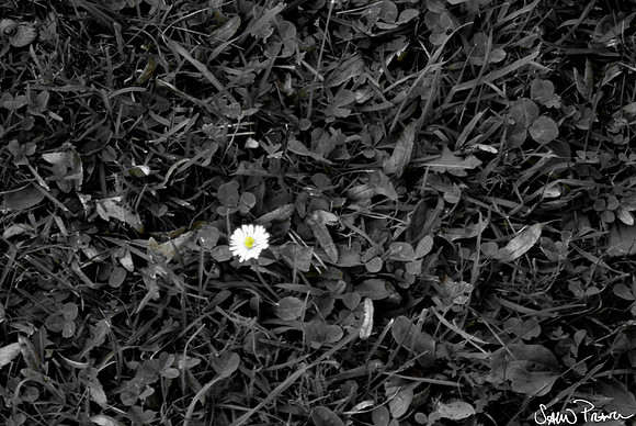 052 DSC09277