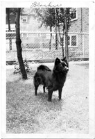 Blackie