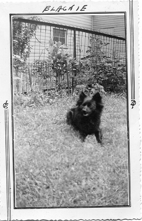 Blackie 3