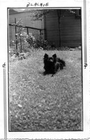 Blackie 2
